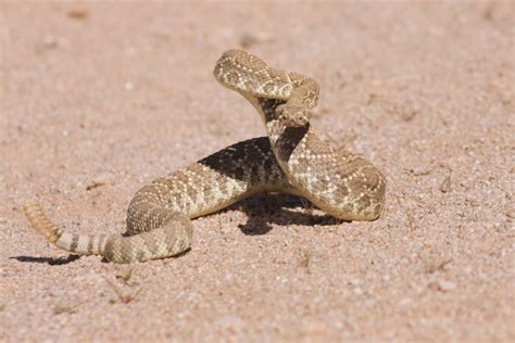 what-do-rattlesnakes-eat-joy-of-animals image