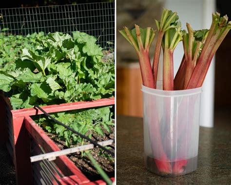 easy-rhubarb-jam-recipe-small-batch-ten-acre-baker image