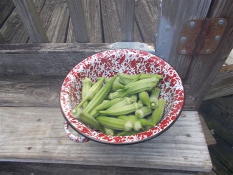 pickled-okra-two-easy-delicious-recipes-delishably image