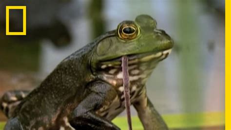 bullfrogs-eat-everything-national-geographic-youtube image