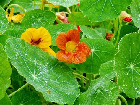 how-to-grow-and-care-for-nasturtium-the-spruce image