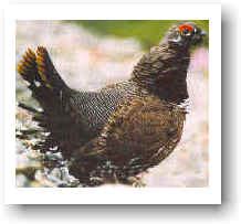 spruce-grouse-fisheries-forestry-and-agriculture image