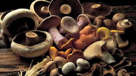 poor-mans-stroganoff-with-wild-mushrooms image