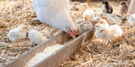 can-chickens-and-baby-chicks-eat-rice-and-should-they image