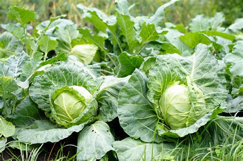 cabbage-fertilizer-needs-fertilizing-cabbage-in-the image