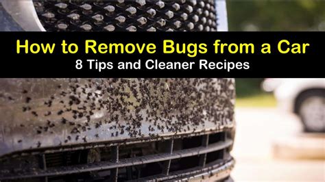 8-brilliant-ways-to-remove-bugs-from-a-car-tips-bulletin image