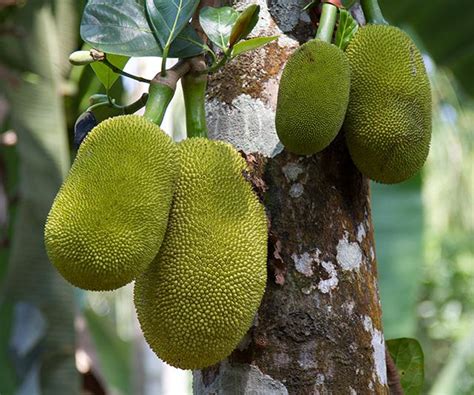 what-is-jackfruit-heres-what-it-tastes-like-and-how-to image