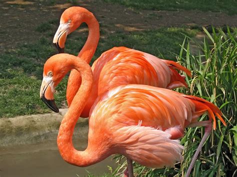 flamingo-facts-food-turns-feathers-pink-live-science image