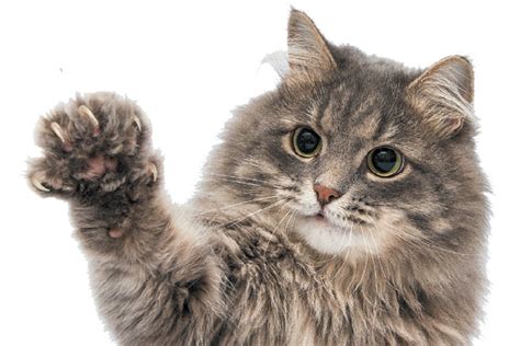 5-ideas-for-at-home-cat-scratch-treatment-catster image