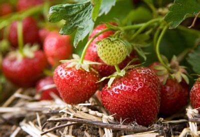 how-to-start-a-strawberry-patch-planet-natural image