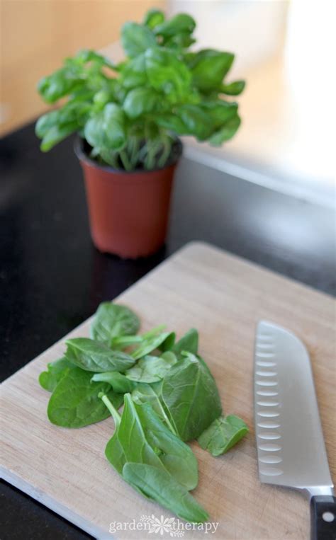 what-to-do-with-basil-16-basil-recipes-to-enjoy-all-year image