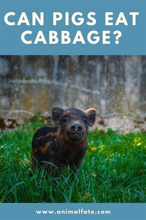 can-pigs-eat-cabbage-animalfate image