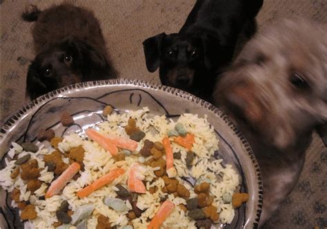 bland-diet-recipes-for-a-dog-with-an-upset-stomach image