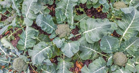 the-10-best-broccoli-varieties-to-grow-at-home image