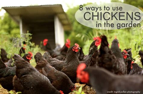 8-ways-to-use-chickens-in-the-garden-the-prairie-homestead image