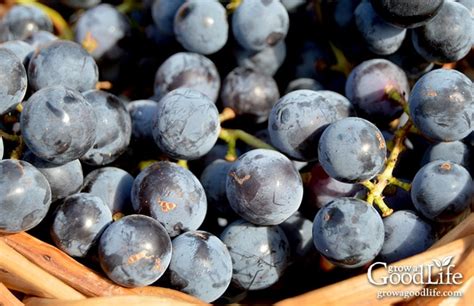 honey-sweetened-concord-grape-jelly-grow-a-good image