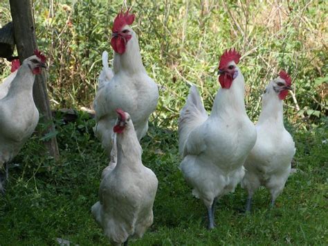 the-glorious-chickens-of-bresse-and-how-to-cook-them image