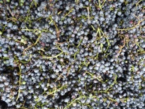 edible-wild-food-blog-wild-grape-vines image