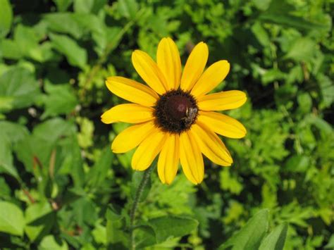 black-eyed-susans-how-to-plant-grow-and-care-for image