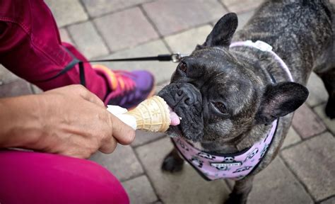 7-best-dog-ice-cream-recipes-2023-top-picks-k9-of-mine image