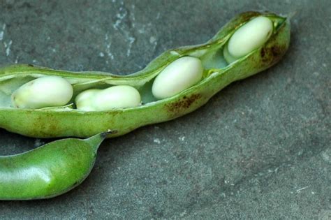 fava-bean-puree-adapted-from-alice-waters-umami-girl image