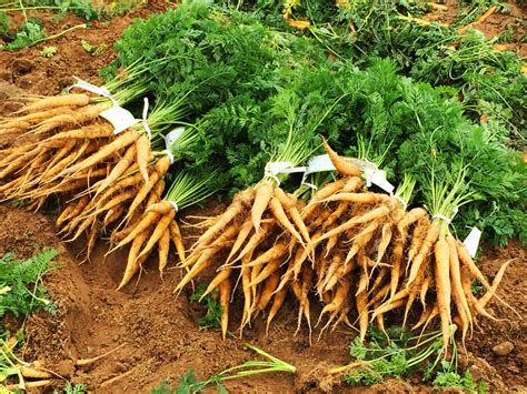how-are-carrots-harvested-packed-the-produce-nerd image