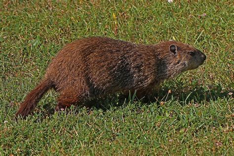 groundhog-wikipedia image