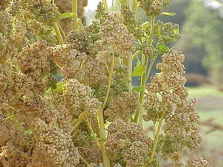 quinoa-wikipedia image
