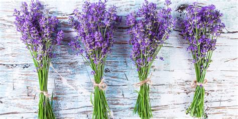 30-great-lavender-plant-recipes-and-uses-how-to image