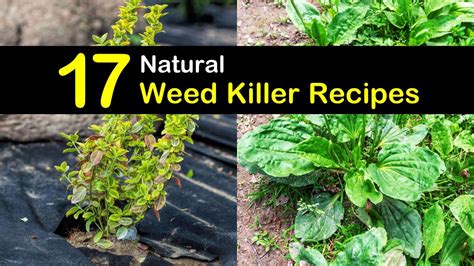17-natural-weed-killer-recipes-tips-bulletin image