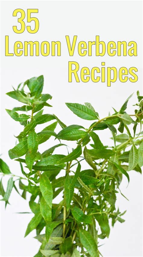 lemon-verbena-recipes-35-ways-to image