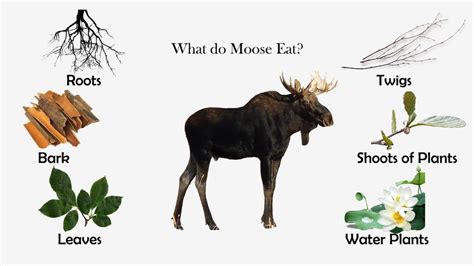 what-do-moose-eat-feeding-nature image
