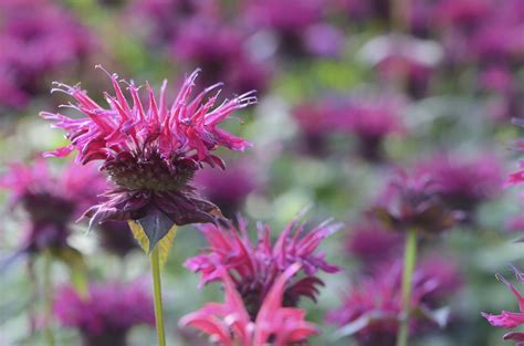 creative-ways-to-use-bee-balm-in-the-kitchen-indie image