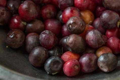 foraging-and-cooking-with-wild-plums-forager-chef image