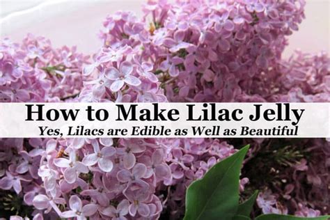 how-to-make-lilac-jelly-yes-lilacs-are-edible-common image