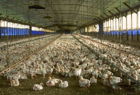 chickenizing-farms-and-foods-the-power-of-lifestyle image