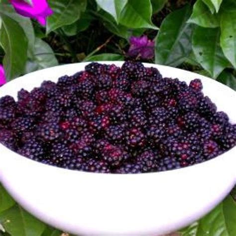 aunt-sadies-blackberry-or-dewberry-dumplings image
