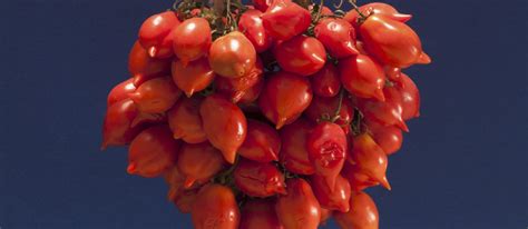 pomodorino-del-piennolo-del-vesuvio-local-cherry image