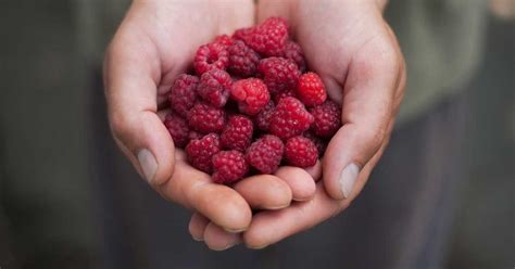 red-raspberries-nutrition-facts-benefits-and-more image