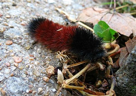 how-to-get-rid-of-woolly-bear-caterpillars-naturally image