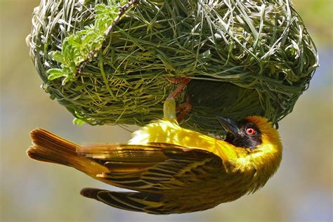 types-of-bird-nests-the-spruce image