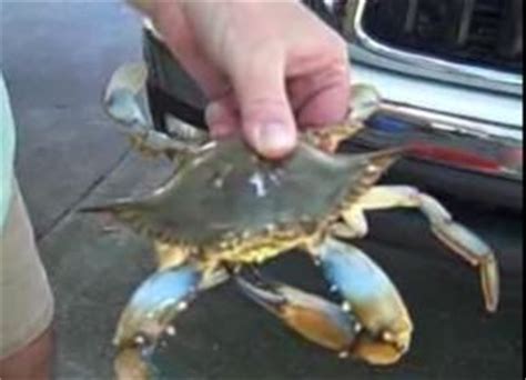 how-to-boil-and-eat-louisiana-blue-crabs-cajun image