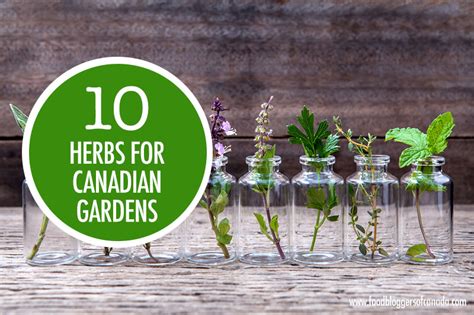 grow-your-own-food-our-10-best-herbs-for-canadian image