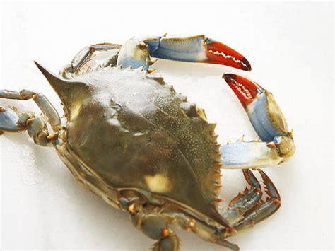 soft-shell-crab-blt-sandwiches-cookstrcom image