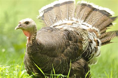 what-do-wild-turkeys-eat-the-spruce image