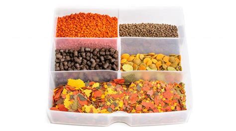types-of-fish-feed-ultimate-guide-to-fish-food image