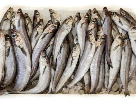 9-amazing-health-benefits-of-whiting-fish-organic-facts image