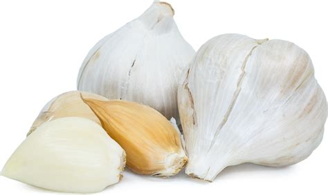 elephant-garlic-information-recipes-and-facts-specialty image