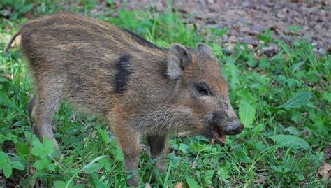 what-do-wild-boars-eat-referencecom image