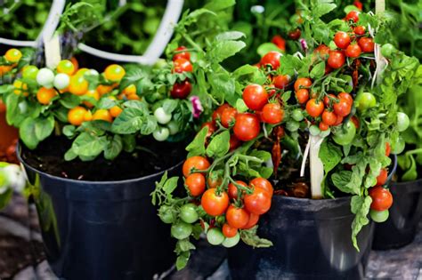 5-tips-for-growing-awesome-tomatoes-in-containers image